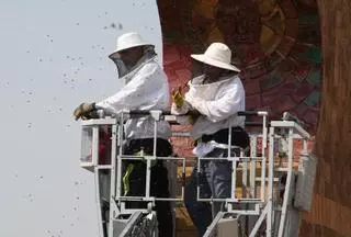 Bomberos al rescate de abejas