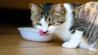 Los veterinarios avisan: esto es lo que no debes dar de comer a tu gato nunca
