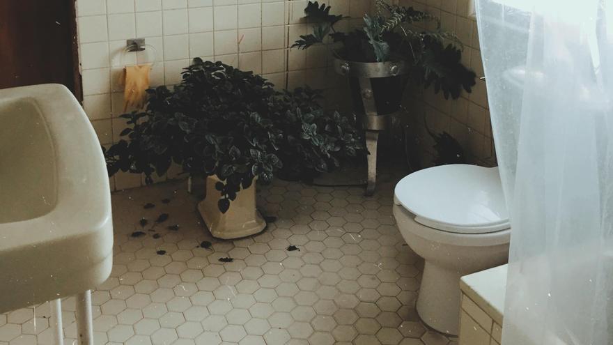 Tips to Get Rid of Bathroom Humidity Say goodbye to bathroom dampness: These are the plants you should place to eliminate it from the roots