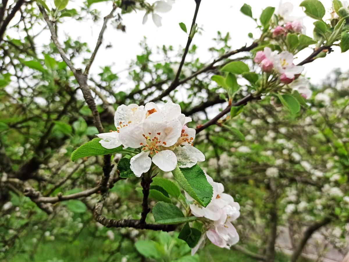 Flor del manzano.