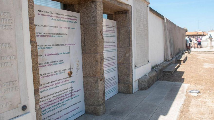 Nuevos vencejos en el jardín de San Carlos de A Coruña