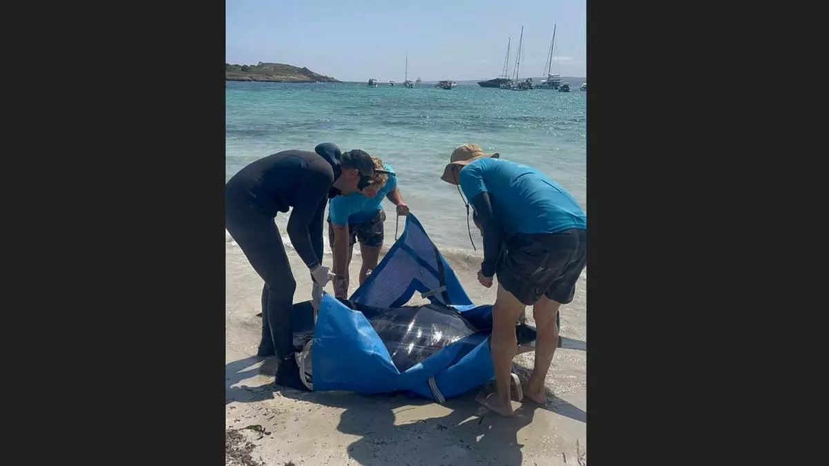 Nach weiteren Funden an den Küsten auf Mallorca: "Nicht jeder Rochen ist ein Teufelsrochen"