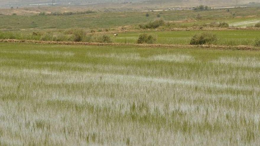 El CITA colabora en la puesta en valor del arroz aragonés