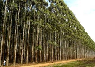 Galicia frena las plantaciones de eucaliptus, el ‘árbol-gasolina’
