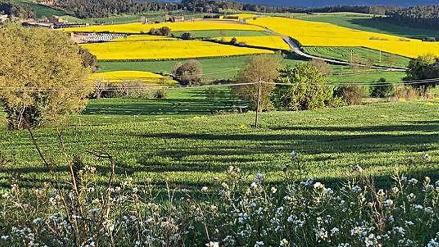 Pla general de camps de colzes i cereals a les comarques gironines.