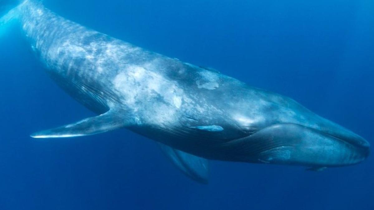 Una ballena azul