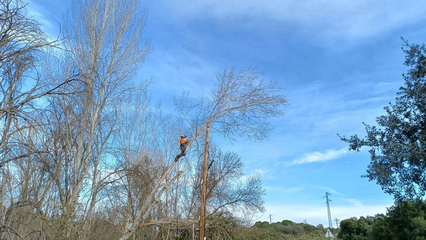 La Junta realiza trabajos de limpieza y mantenimiento en los árboles de Córdoba y provincia