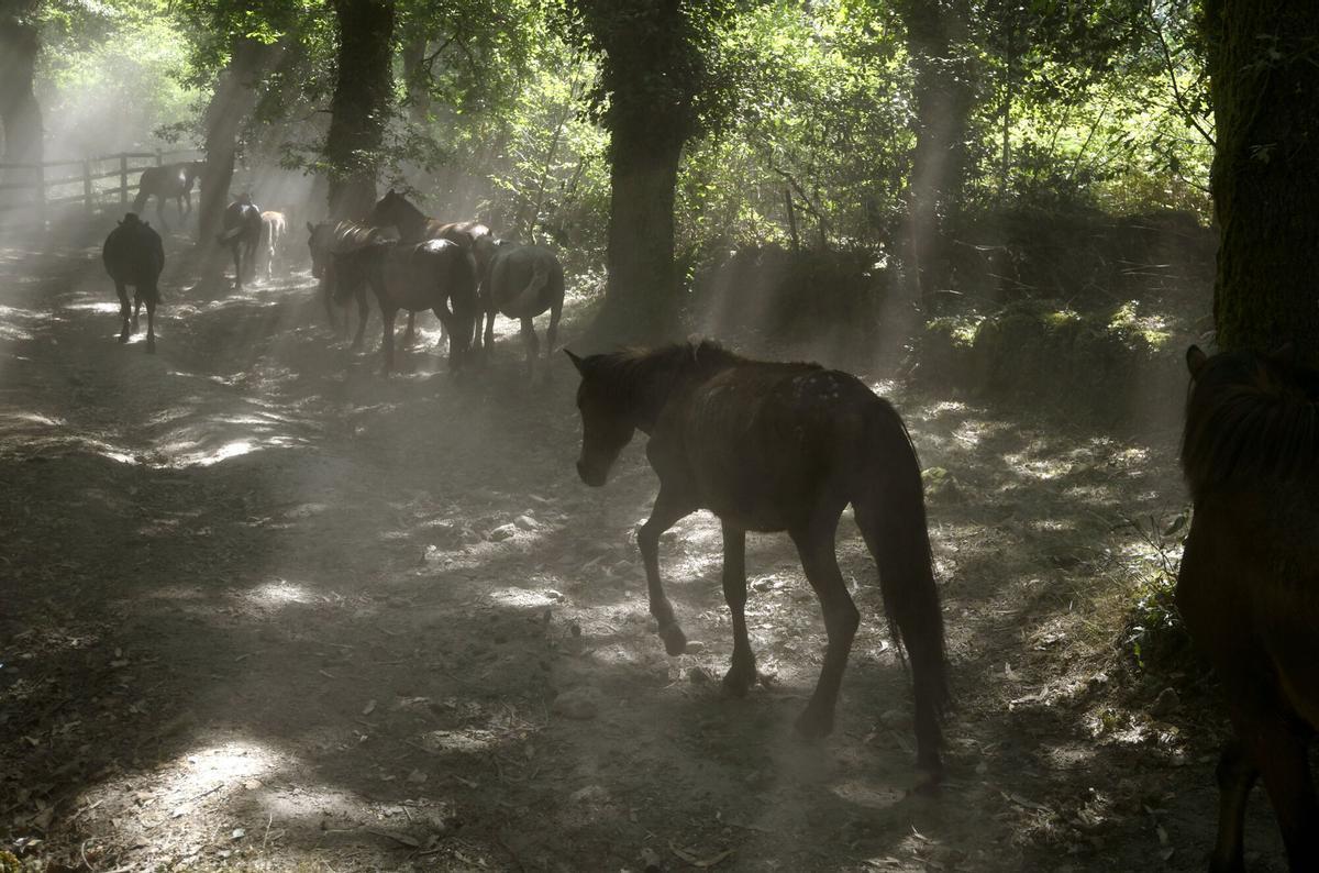 2ª Curro da Rapa das Bestas de Sabucedo, A Estrada.