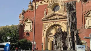 El Ayuntamiento retira por completo el ficus de San Jacinto y colocará un monolito en su recuerdo