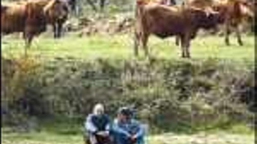 El ganadero José Luis Vaz en su explotación de Verín, donde las vacas crecen libres en el campo.