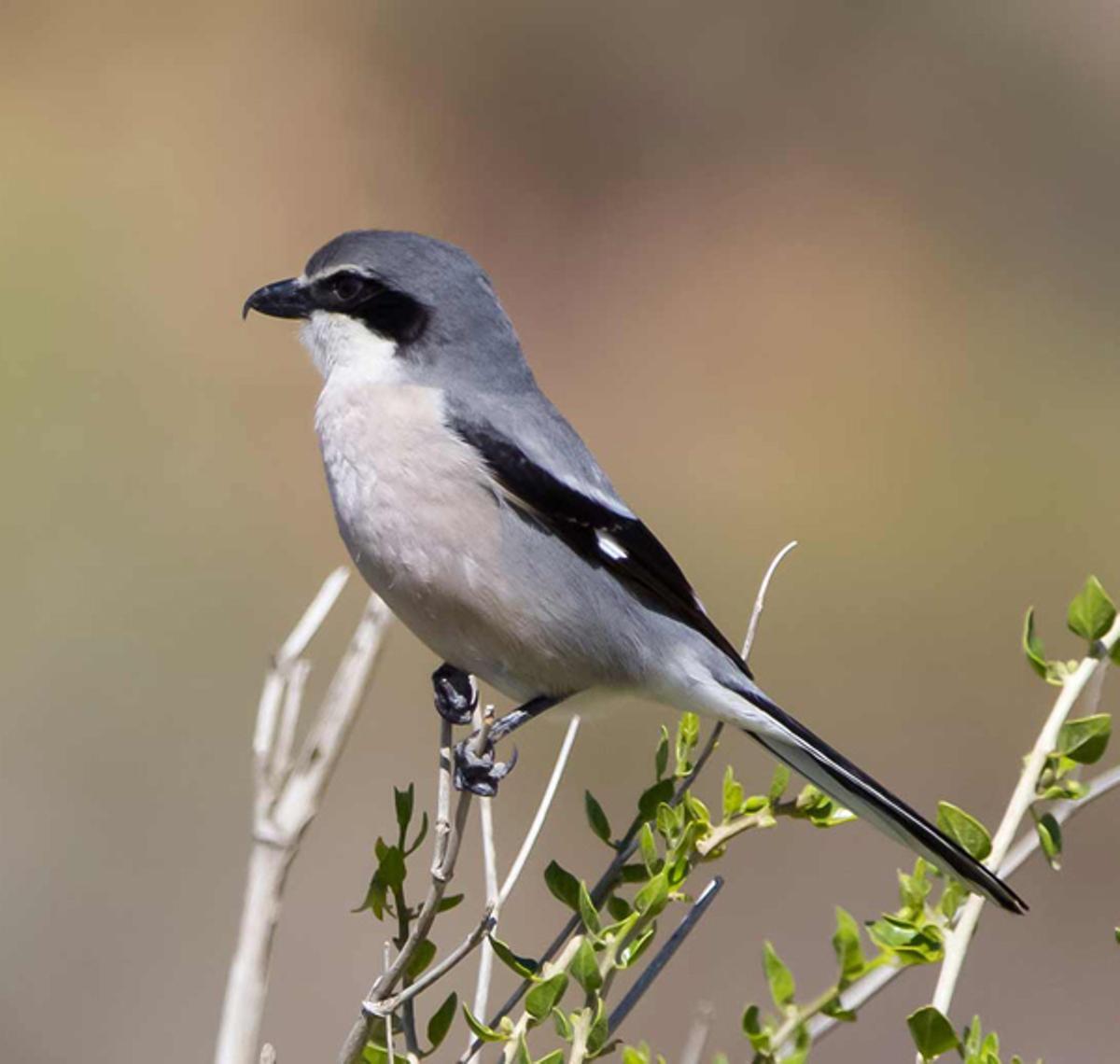 Un ejemplar de aguilucho cenizo, en una imagen facilitada por SEO/Birdlife.