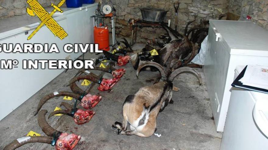 Detenido un cazador furtivo en Vallibona con 10 cabezas de cabra hispánica y 4 ejemplares más