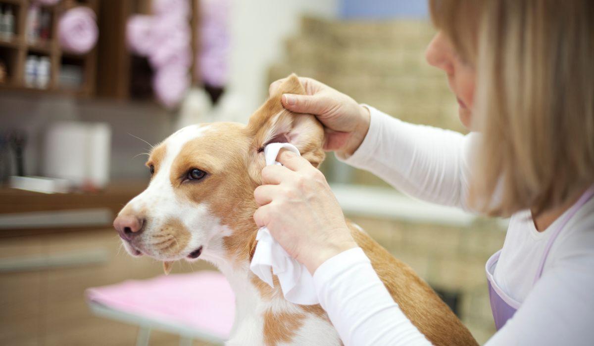 El enemigo silencioso de los perros en primavera está en parques, solares y descampados