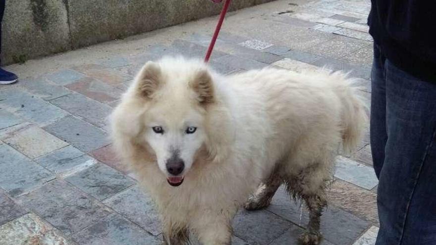 &quot;Frankie&quot;, tras ser rescatado por Protección Civil. // Cedida