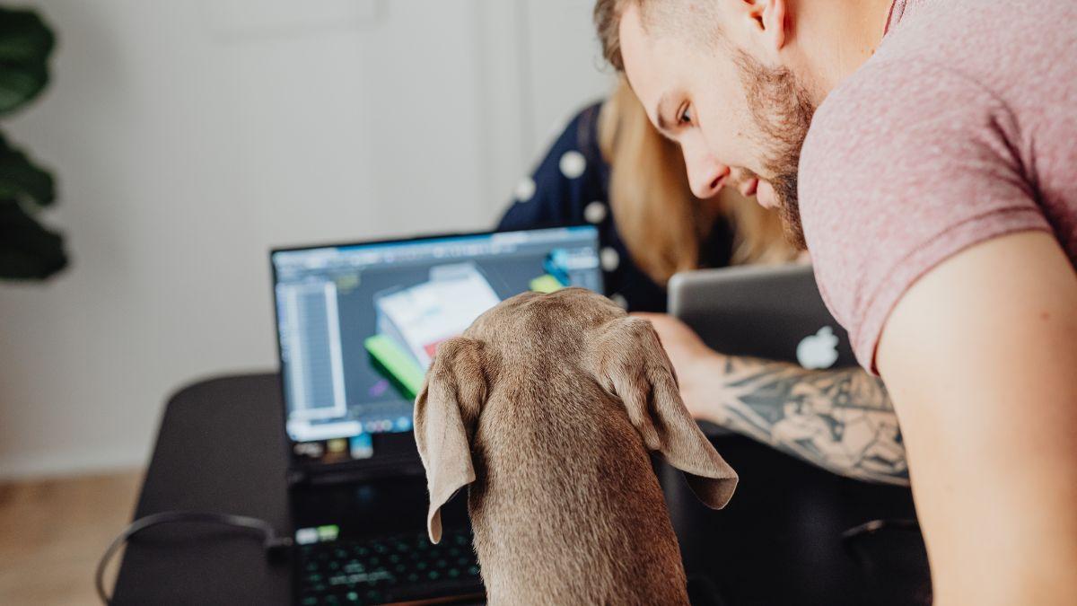 unocero - Tu mejor compañero de trabajo será esta pequeña mascota