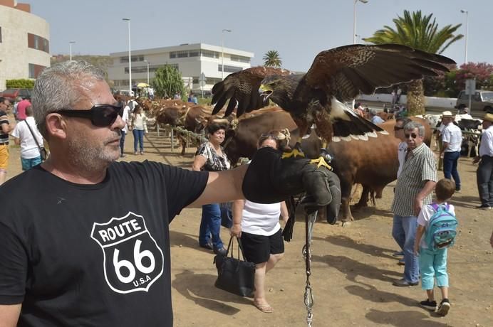 Un vecino con un águila de Harris en la muestra ...