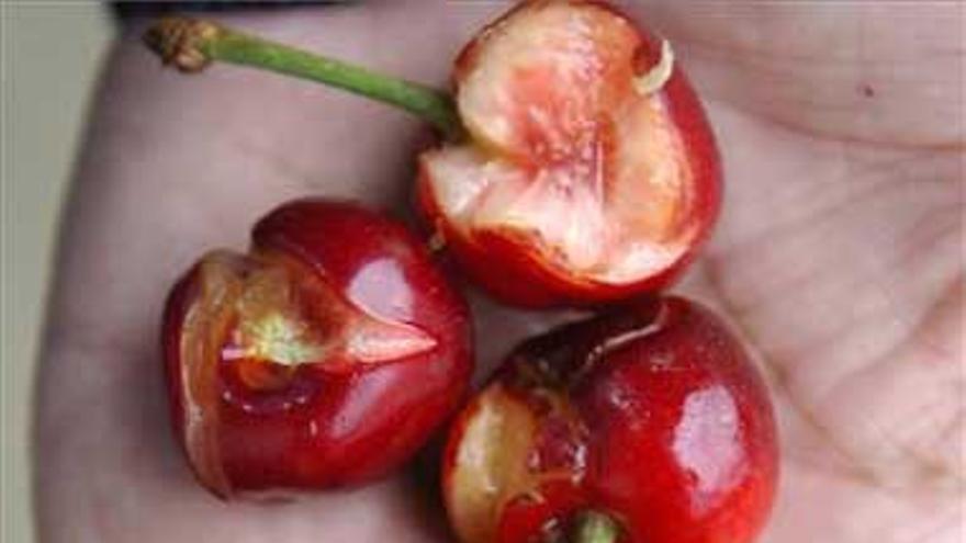 La lluvia acaba con las cerezas más tempranas de Jerte y Vera