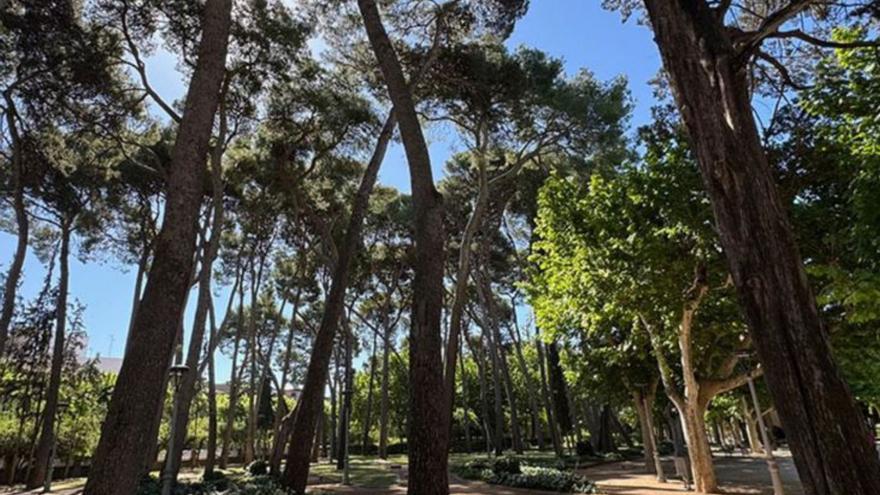 Pinar del Parque Miguel Servet de Huesca. | AYUNTAMIENTO DE HUESCA