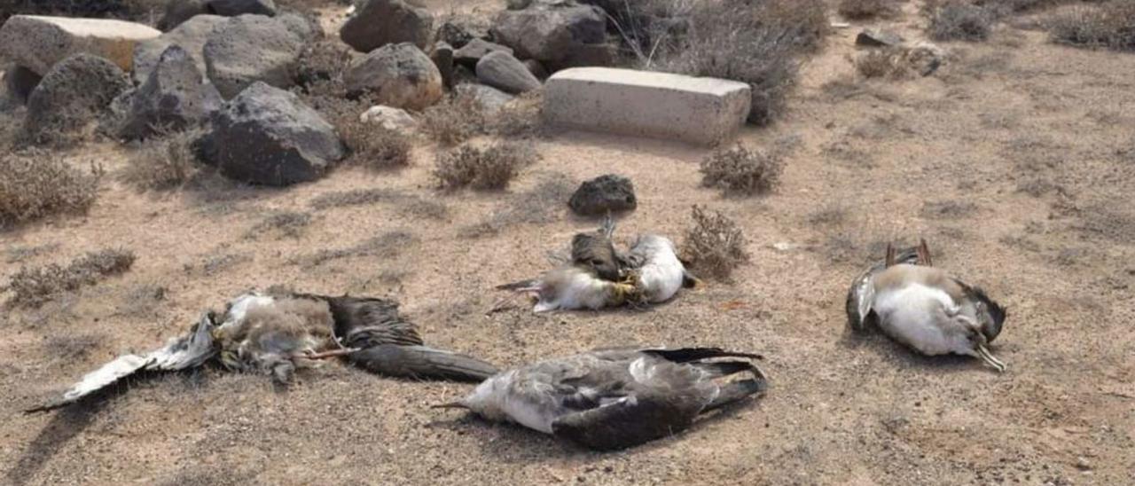 Varias aves muertas en Río Cabras.