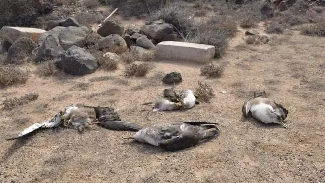 Masacre de pardelas en Río Cabras