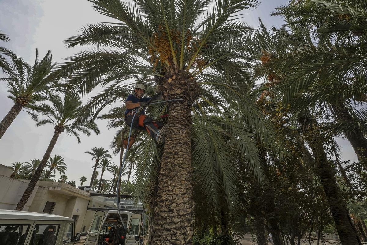 Poda de palmeras en un huerto histórico de Elche