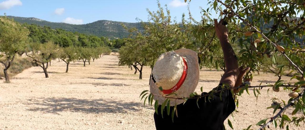 Una de las fincas afectadas por la plaga de la avispilla de la almendra entre los términos municipales de Sax y Castalla.