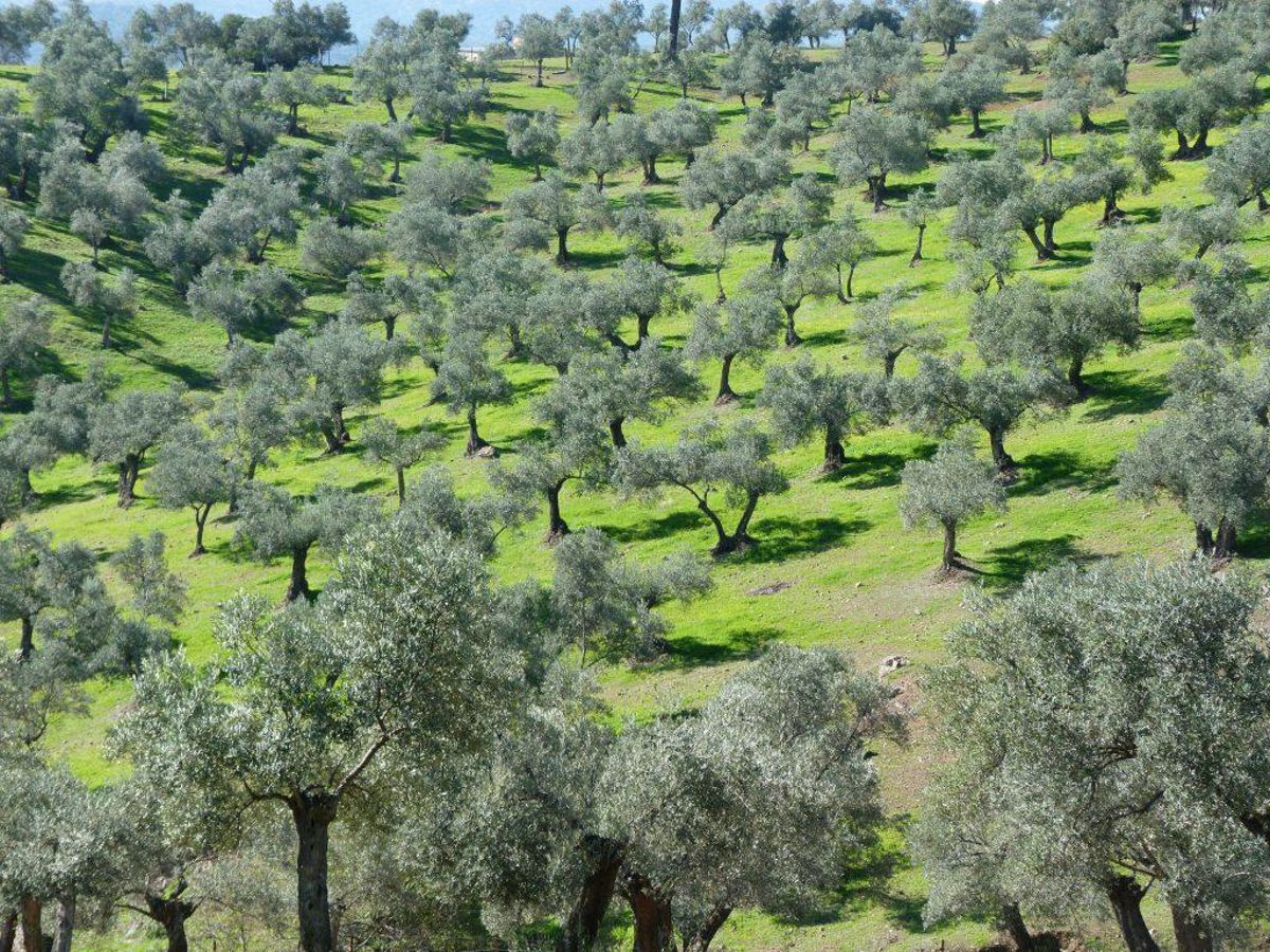 Millares de olivos están amenzados