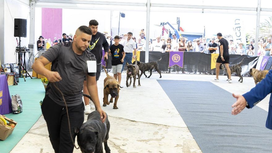 Unas 40.000 personas visitan la Feria Agrícola, Ganadera y Pesquera de Teguise