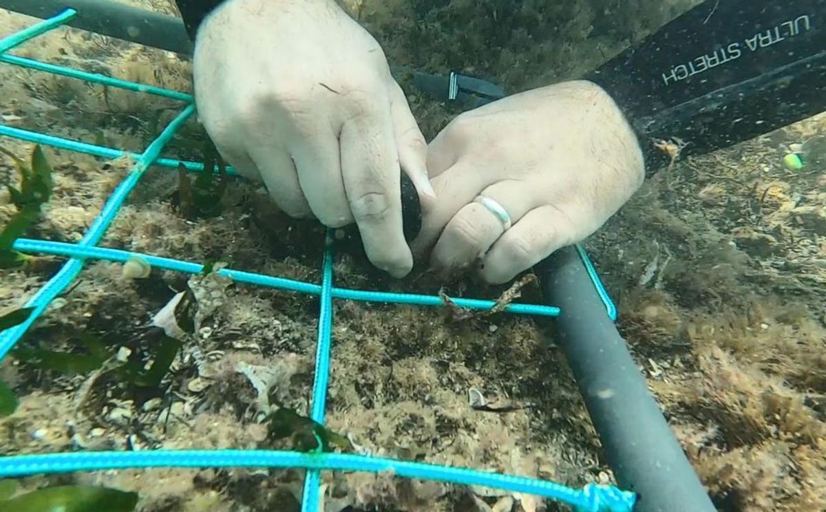 Can Marines crea un vivero 	de posidonia para restaurar fondos marinos degradados | JOAN COSTA 