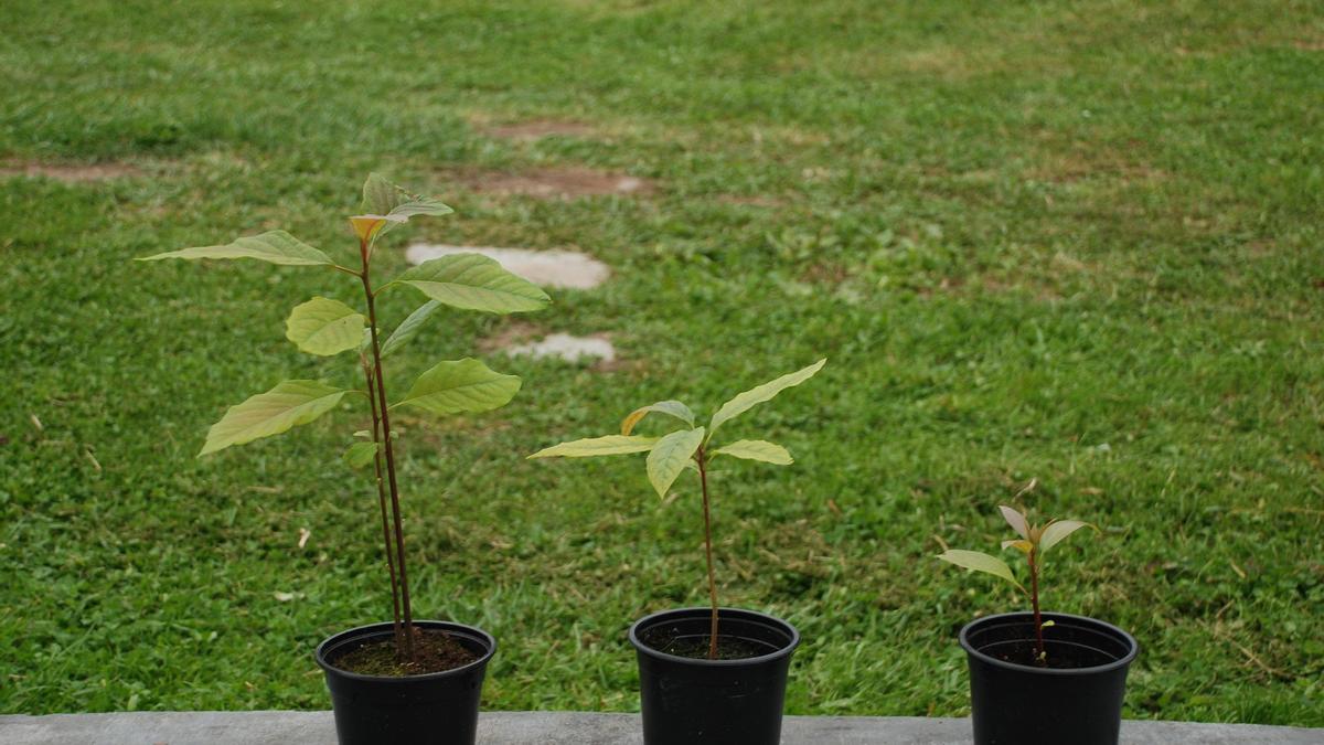 Planta del aguacate fotos | Cómo plantar un aguacate en una maceta y tener  tu propia cosecha en casa