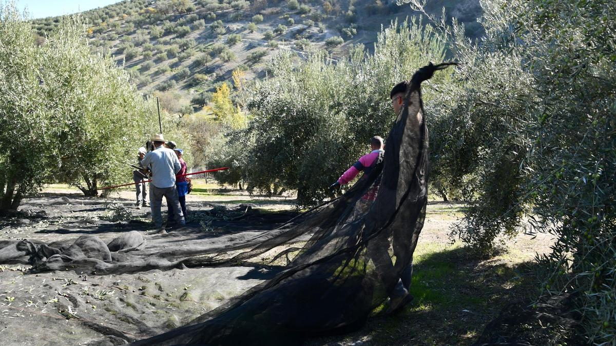 Recogida de aceituna en un olivar de Baena.