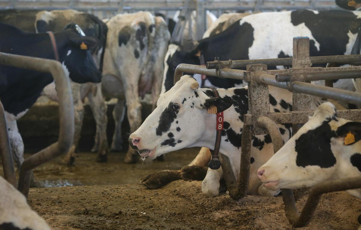 Una explotación láctea en Galicia