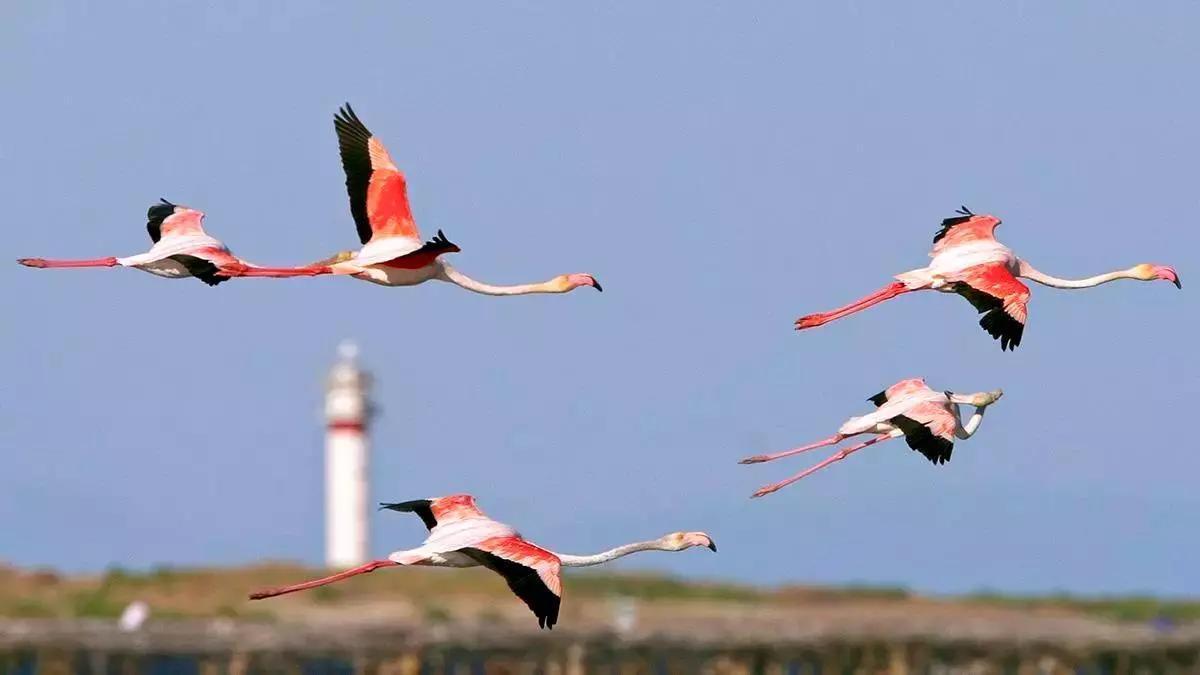 Flamencos en el Delta de l’Ebre, un paraíso natural único en el Mediterráneo