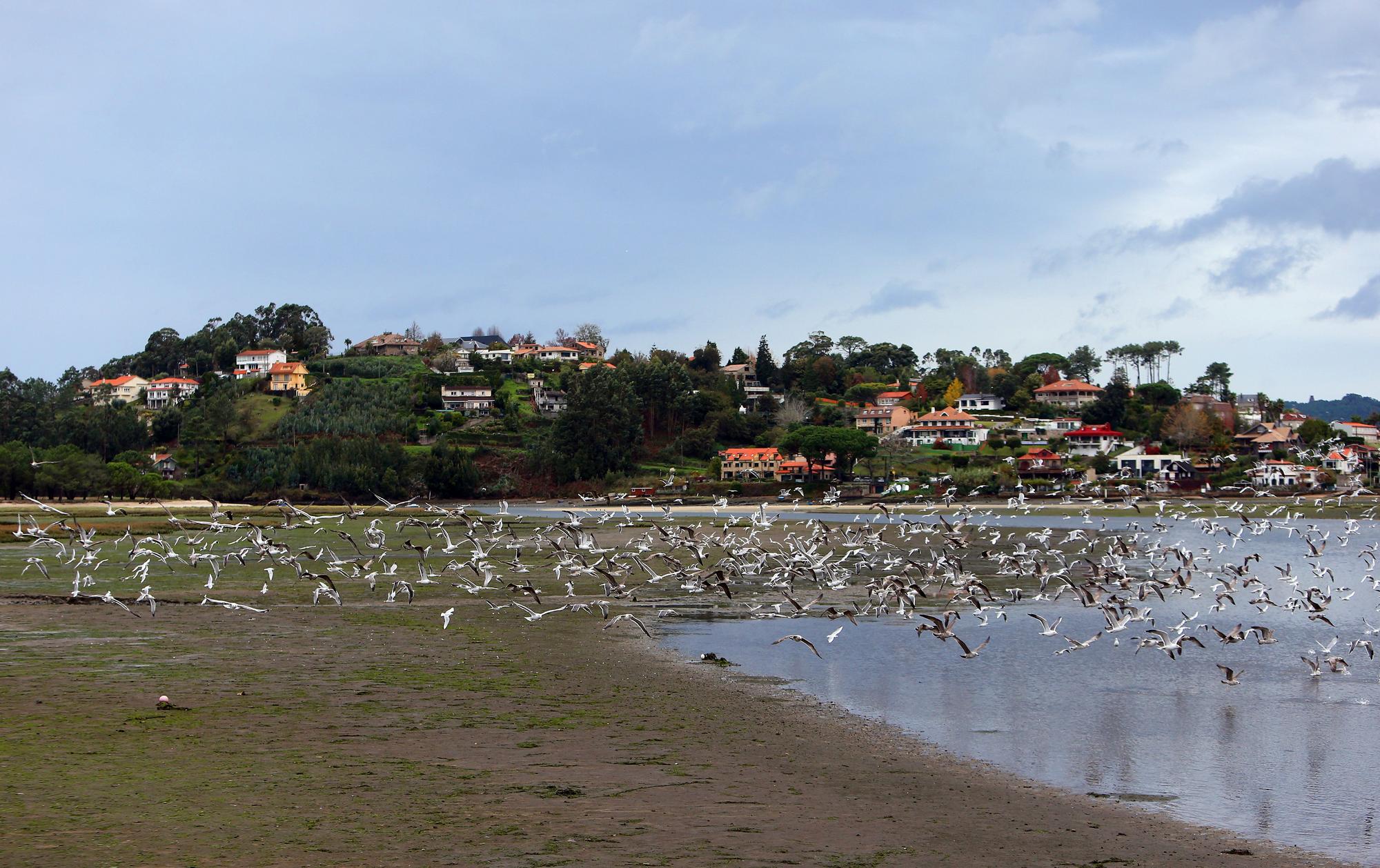 La belleza natural del estuario de Foz que atrae a esta bandada de gaviotas