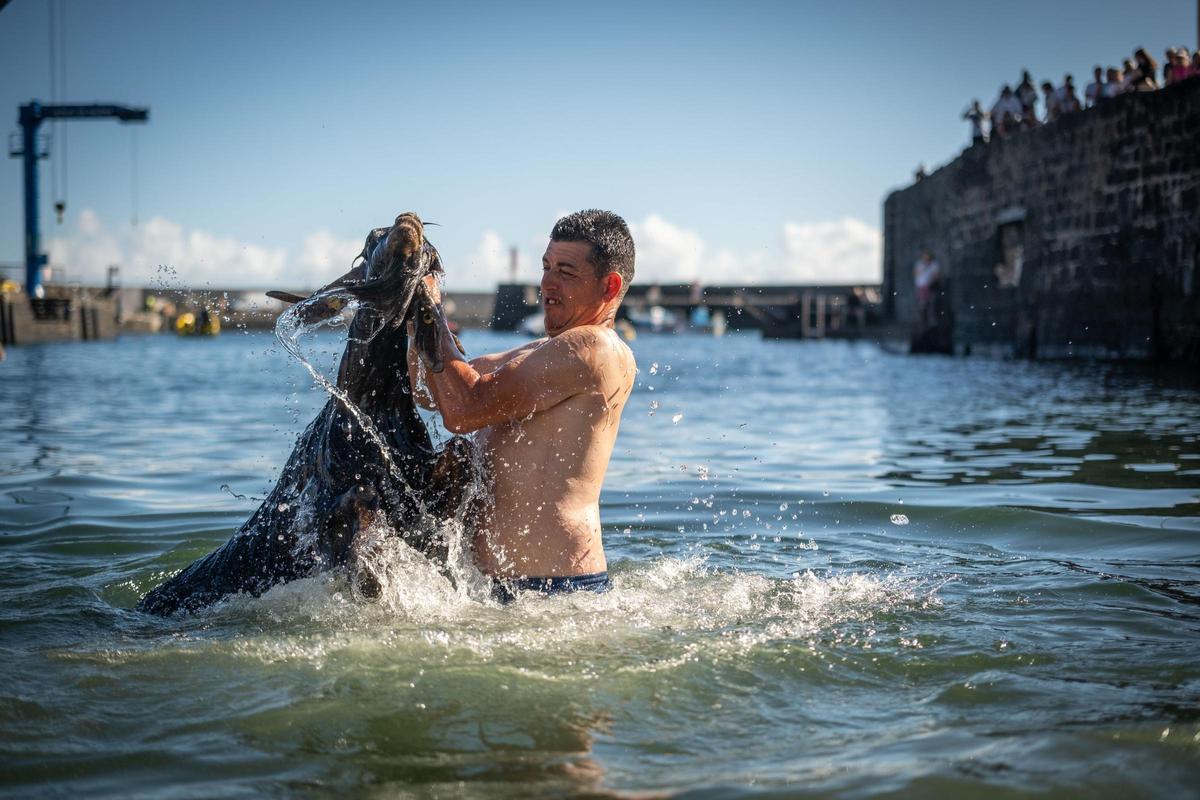 Así se vivió el tradicional baño de cabras en el muelle de Puerto de la Cruz