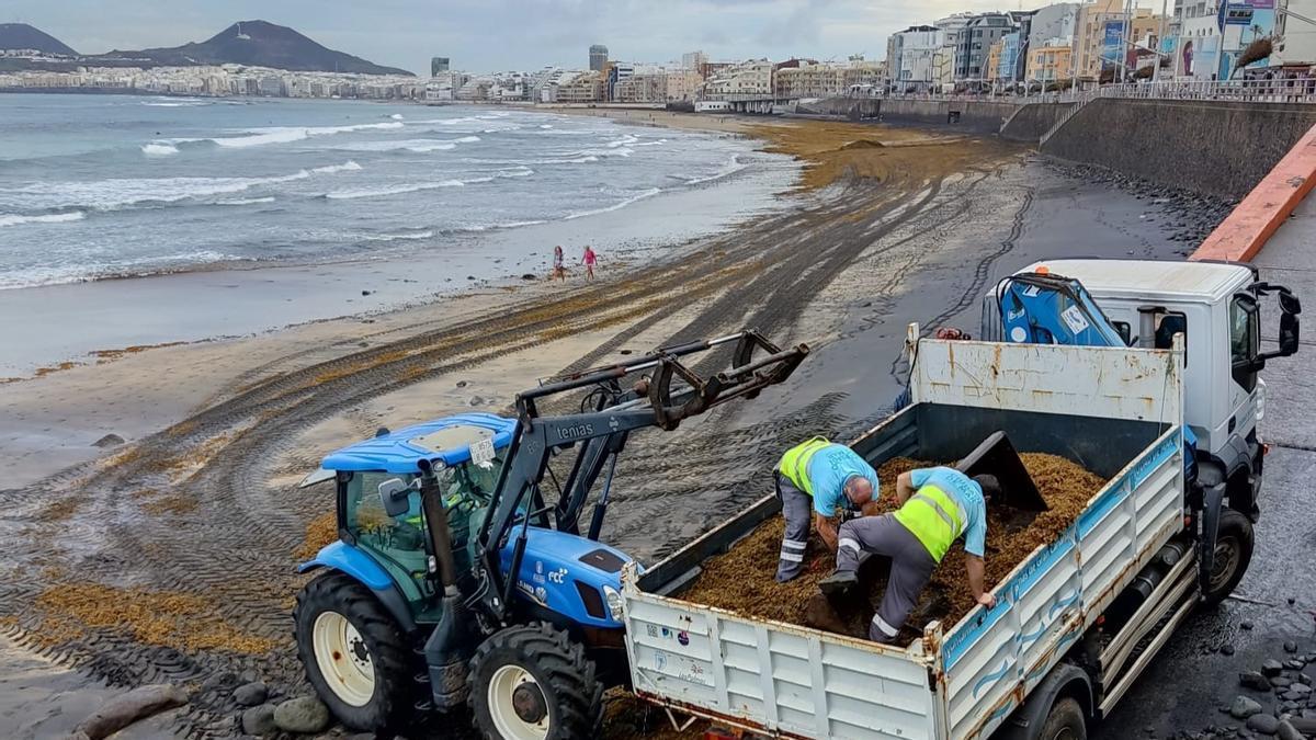 Operarios retiran sebas de la playa de Las Canteras