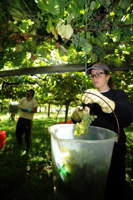 La recolección sigue su curso tras un breve parón provocado por las lluvias - El grueso de las bodegas finaliza esta semana