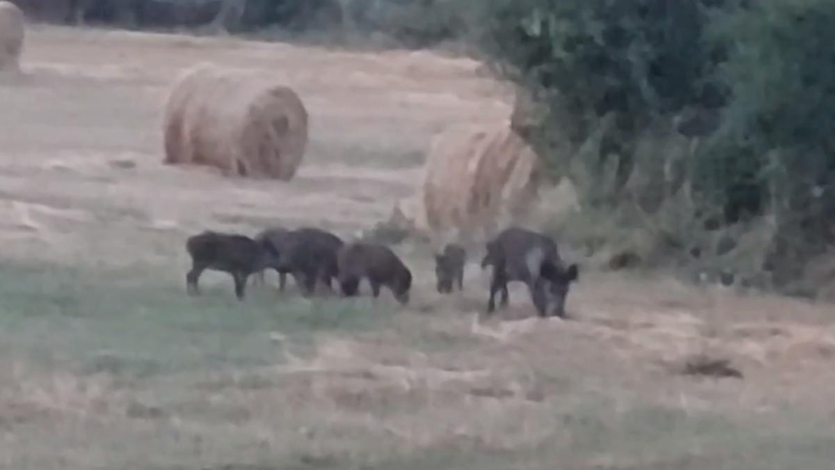 Jabalíes campan a sus anchas por Zamora