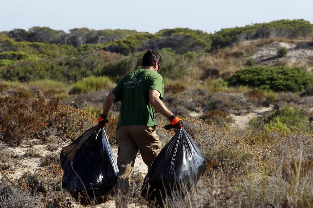 Limpieza de plantas invasoras en la Devesa del Saler