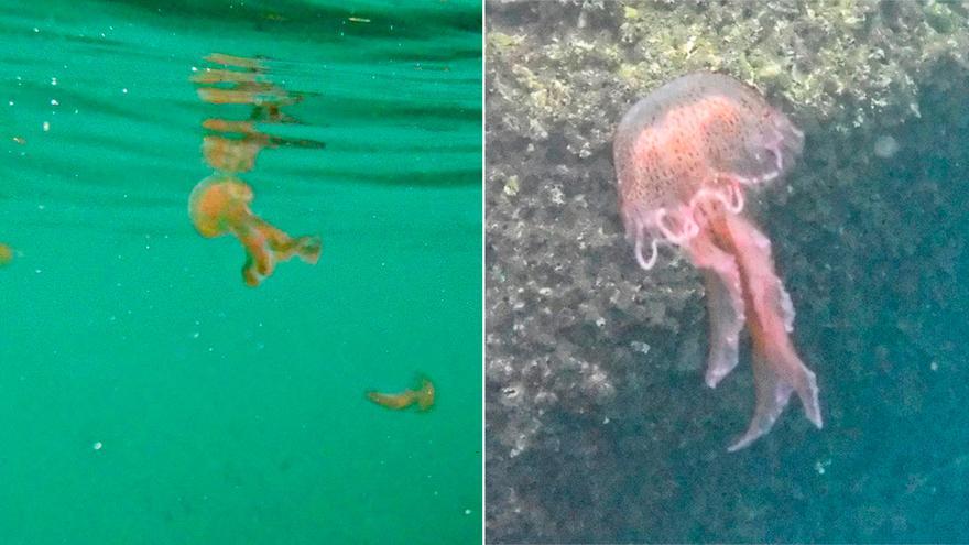 Alertan de una &quot;invasión de medusas&quot; en Gijón: &quot;Está plagado&quot;