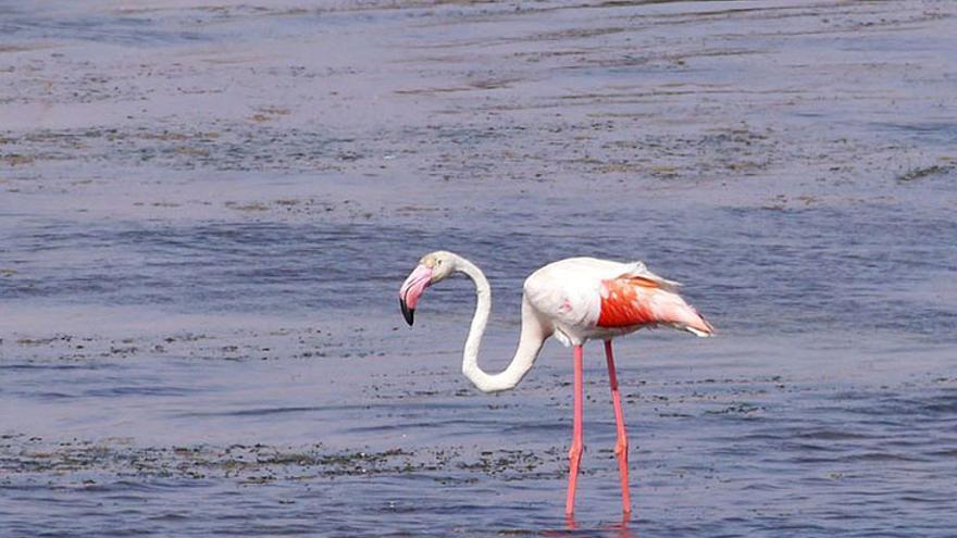 Las Salinas de Marchamalo, un paisaje de gran valor histórico y medioambiental que ya es BIC