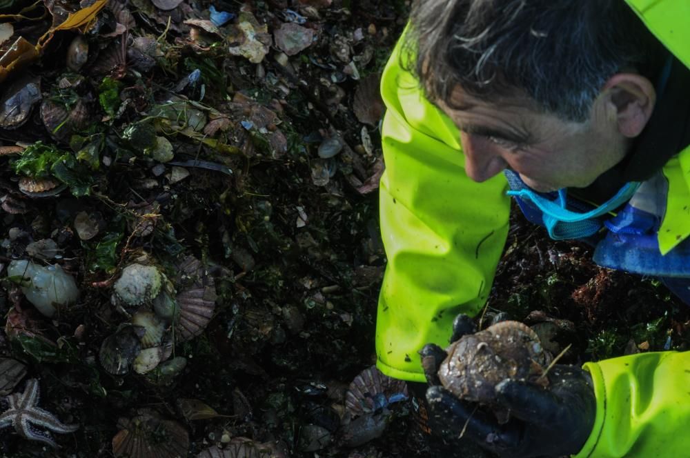 Así comenzó la temporada de la volandeira y la zamburiña en la ría de Arousa // Iñaki Abella