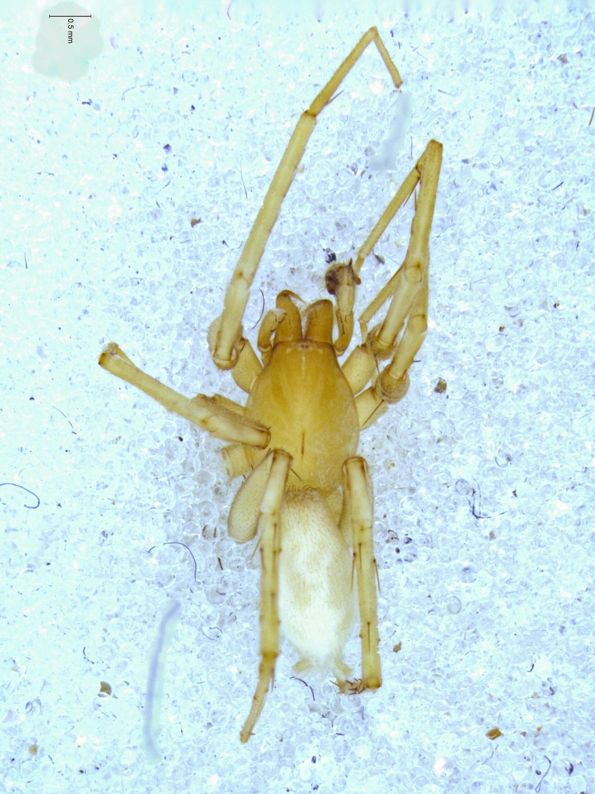 Ejemplar de la 'Cybaeodes bernia'