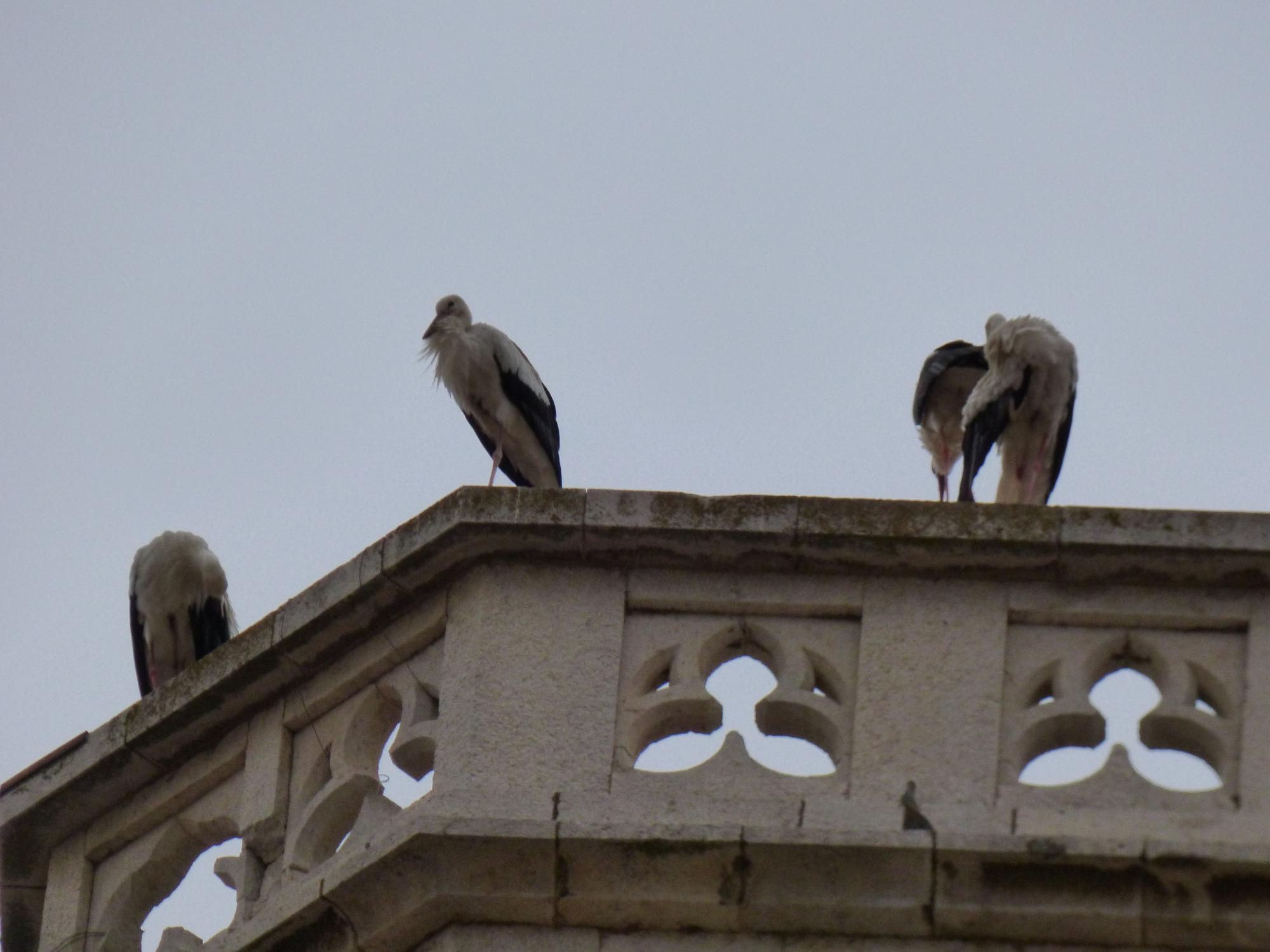 Un estol de cigonyes migradores fa parada a Figueres i els pobles dels voltants