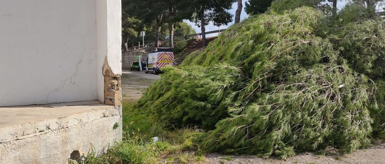 Xeraco  Transportes corta árboles por seguridad en el  acceso al municipio