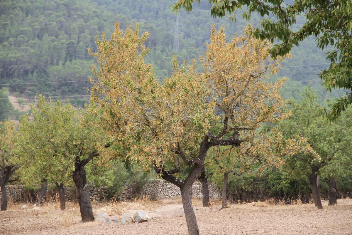 Árbol afectado de Xylella fastidiosa.