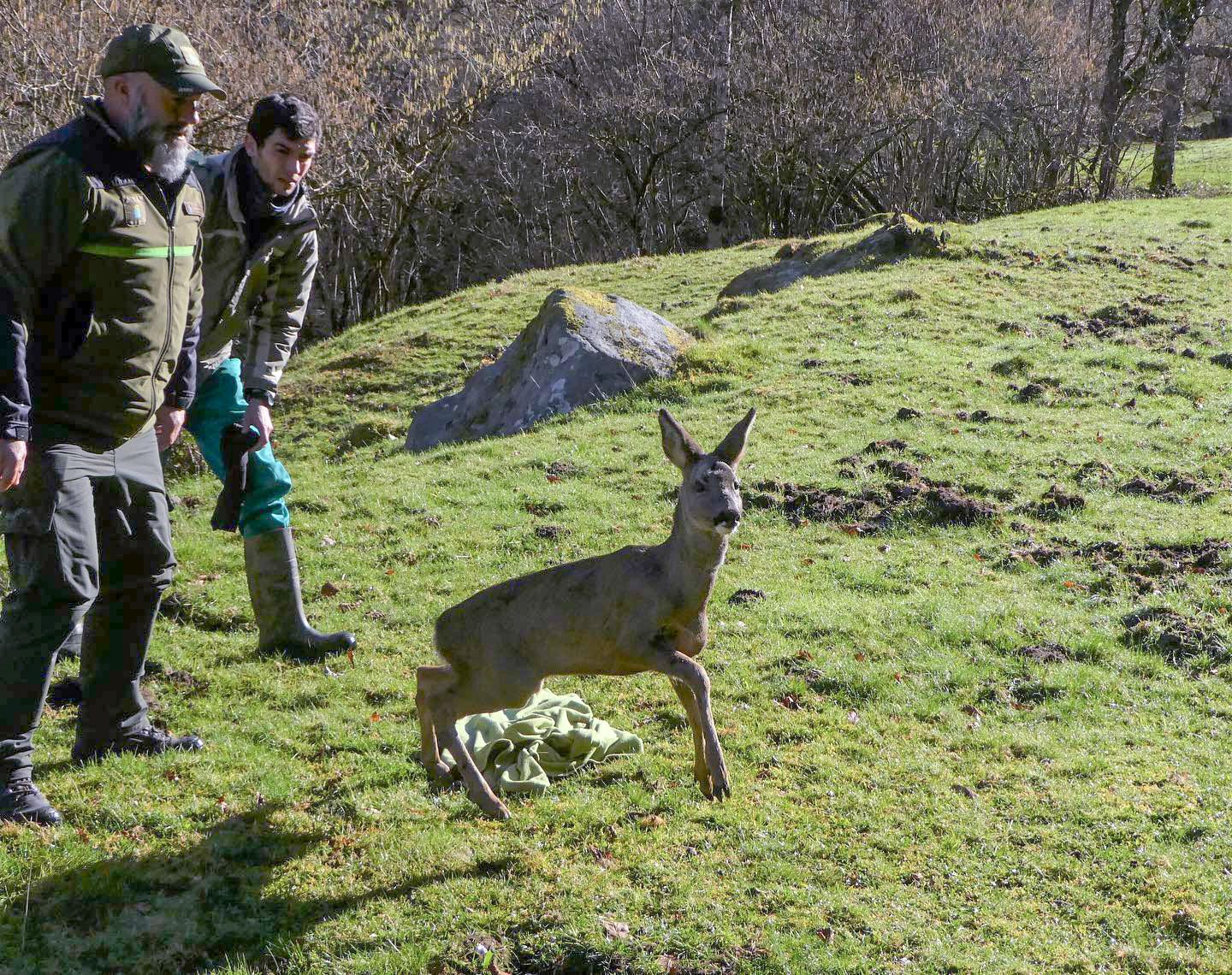 Los "pacientes" del HUCA de los animales de Asturias