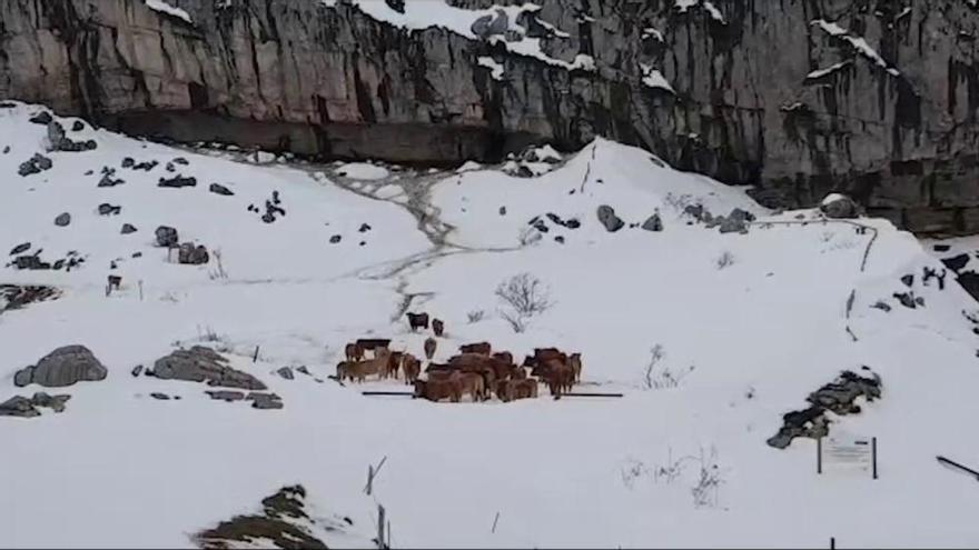 La odisea para salvar a 40 vacas de la nieve en Somiedo