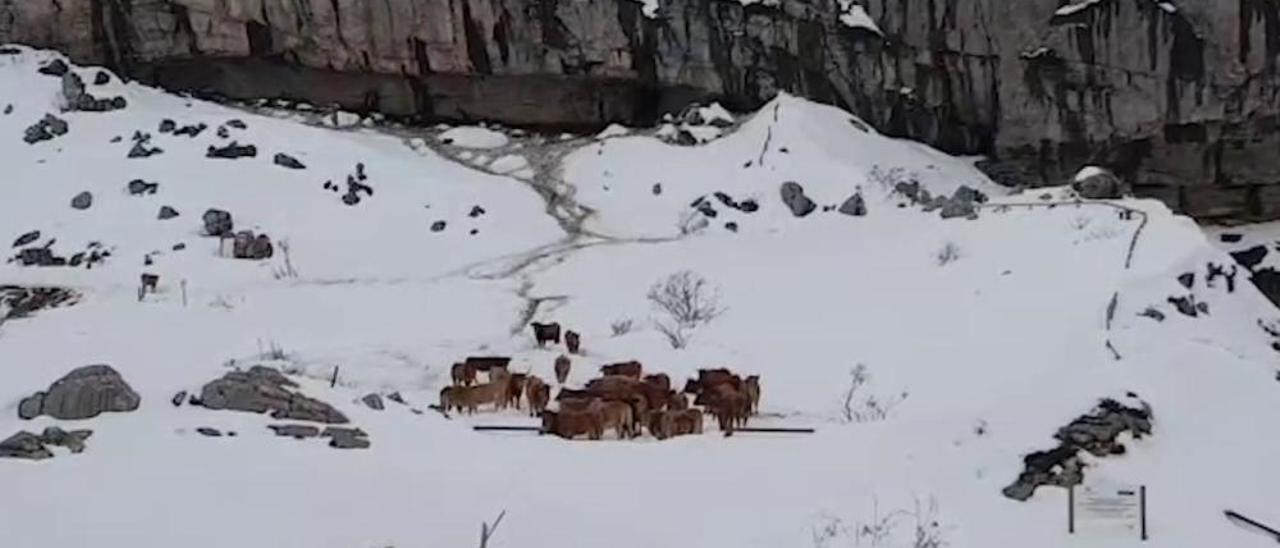 La odisea para salvar a 40 vacas de la nieve en Somiedo