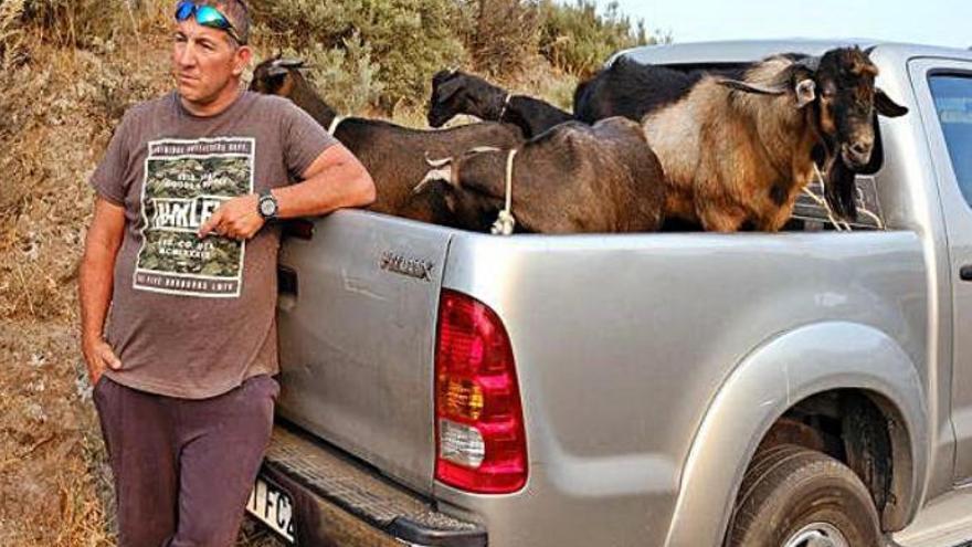 El incendio de Valleseco. En la imagen superior, Carmelo Santana, ayer, junto a sus animales, en el cruce de Aríñez mientras observaba las consecuencias del paso del incendio. Debajo, dos helicópteros sobrevuelan la zona afectada por el incendio entre una espesa humareda provocada por las llamas.